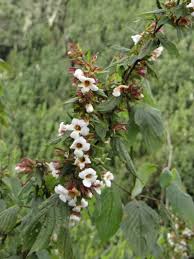 Image result for Mimulopsis arborescens