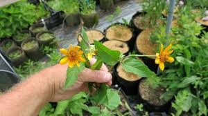 Image result for Aspilia helianthoides