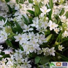 Image result for Ornithogalum flexuosum