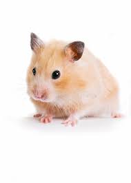 Polish your personal project or design with these hamster transparent png images, make it even more personalized and more attractive. Hamster Stock Photo Image Of Nose Close Small Mischief 18517174