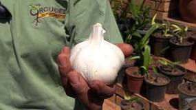 How to plant garlic - Grounded Landscaping