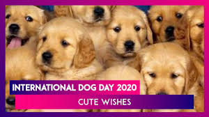 This event in the first decade of the month july is annual. International Dog Day 2020 Cute Quotes And Hd Images To Greet Canine Lovers Youtube