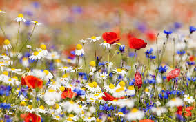 Check spelling or type a new query. Red White And Blue Flowers Wallpapers Top Free Red White And Blue Flowers Backgrounds Wallpaperaccess