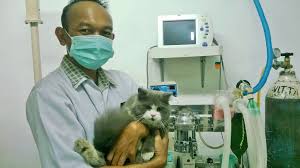 What is veterinary dentistry, and who should perform it? Pet Care Vet Ampera Photos Facebook