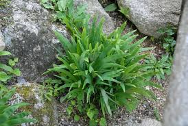 Image result for Anthericaceae