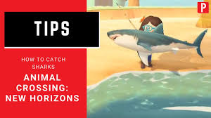 The largest of the bunch is the whale shark. How To Catch Sharks In Animal Crossing New Horizons Youtube