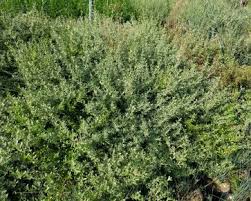 Image result for Coptosperma zygoon