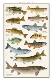 Freshwater Fish Of North America Limited By Stoneridgestudios Freshwater Fish Fish Chart Fish