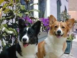 And don't forget the puppyspin tool, which is another fun and fast way to search for pembroke welsh corgi puppies for sale in utah, usa area and pembroke welsh corgi dogs for adoption in utah, usa area. Corgi Breeders San Diego L2sanpiero