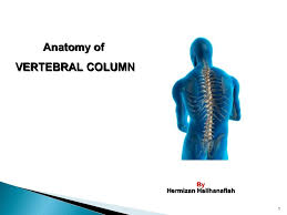 File human arm bones diagram svg wikipedia. Anatomy Of Vertebral Column
