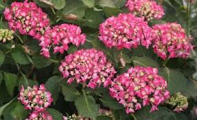 Schone Hortensien Die Besten Pflegetipps Unserer Community Hortensien Blumen Stauden Rose Vermehren