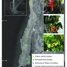 Image result for Erianthemum ngamicum