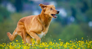 Look at pictures of golden retriever puppies who need a home. German Shepherd Golden Retriever Mix Discover The Golden Shepherd