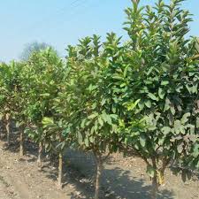 Systems offer a significant early yield. High Density Orchards Posts Facebook
