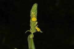 Image result for Justicia flava