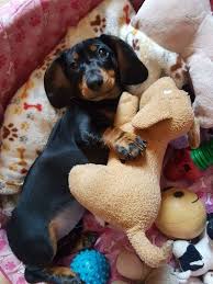Adorable Black And Tan Dachshund Puppy Black And Tan Dachshund Black And Tan Dachshunds Black And Tan Sausage Dog Black And Tan Weiner Dog Black And Tan Wiener Cute Dog Toys Cute Dogs Dachshund Dog