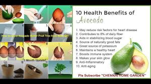 Check spelling or type a new query. How To Grow Avocado Butter Fruit Tree From Seed 3 Month Update Diy Youtube