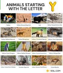 Animals That Start With Y Cool Names Of 17 Animals Starting With Y 7esl In 2021 Animals Starting With Y Animal Flashcards Animals