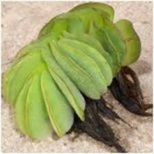 Image result for Salvinia hastata