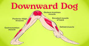 Postures like downward dog (as well as more difficult arm balances) that place weight on the arms and shoulders are great for building upper. Downward Facing Dog Yoga Pose Adho Mukha Svanasana Cook It