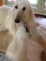 Onlajn Psiholog Domashnih Pitomcev Animal Psychology Http Psychologiespets Ru Fb Https Www Facebook Com Animal Afghan Hound Cute Dogs Breeds Hairy Dog