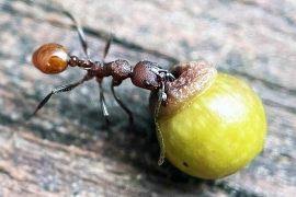 Image result for Cissampelos torulosa