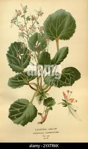 Image result for Galiniera saxifraga