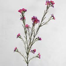 Australian Native Geraldton Wax Flower Flower Illustration Australian Native Flowers Wax Flowers