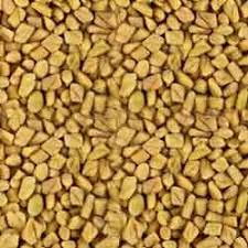 The proven health benefits of fenugreek seeds will leave fenugreek is a plant that has been used for thousands of years in herbal mixtures and in the kitchen with its taste. Fenugreek Seed At Rs 38 Kilogram S Methi Dana Id 4331751048