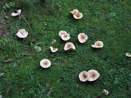 Pilze Im Garten