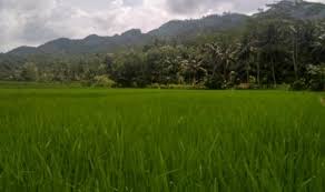 Jurnal teknologi hasil pertanian published by department of food science and technology, faculty of agriculture, universitas sebelas maret in collaboration with asia pacific network for sustainable. Dua Faktor Ini Sebabkan Ketimpangan Harga Hasil Pertanian