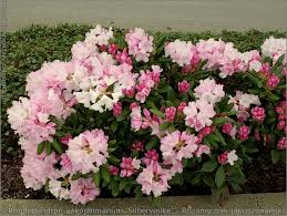 Rhododendron Yakushimanum Silberwolke Rozanecznik Jakuszimanski Silberwolke Pretty Flowers Garden Plants Plants