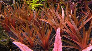 Image result for Eriocaulon transvaalicum