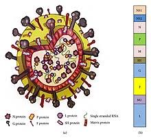 Medusalocker ransomware (.rs virus file).rs virus summary remove.rs virus file. Respiratory Syncytial Virus Wikipedia