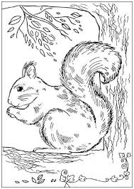 Coloring pages are fun for children of all ages and are a great educational tool that helps children develop fine motor skills, creativity and color recognition! Ecureille Squirrel Coloring Page Animal Coloring Pages Colouring Pages