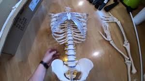 Maybe you would like to learn more about one of these? Tectake Anatomie Skelett Lebensgross 181cm Inklusive Stander Poster Unboxing Und Montage Anleitung Youtube