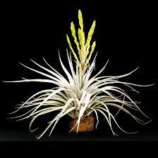 Check spelling or type a new query. Fasciculata Hondurensis Air Plants Care Air Plants Bromeliads