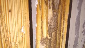 They are always professional, reliable, and dependable. Fine House Care Termite Pest Control Pest Control Service In Lahore