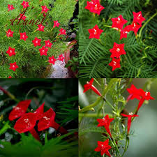 Let climbing plants add interest to your garden space with these growing tips and design ideas. 50 Pcs Sephora Grape Seed Annual Climbing Plants Flower Gardening Family Adornment Miniascape Buy At A Low Prices On Joom E Commerce Platform
