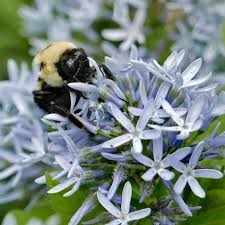 Image result for Tabernaemontana odoratissima