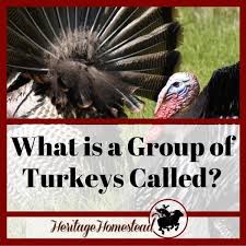 Welcome To A Life Of Heritage Turkey Calling Turkey Breeds Turkey Farm