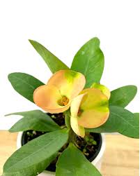 Image result for Euphorbia chevalieri