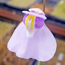Image result for Utricularia formula