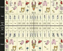 The Connection Between Wisdom Teeth Body Organs In A