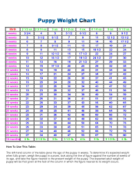 miniature poodle growth chart punctual standard poodle