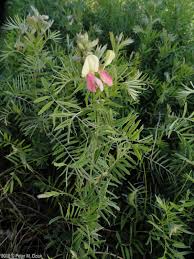 Image result for Tephrosia