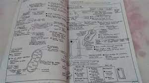 Nota sains tahun 4 5 6 peta minda cikgu share. Nota Ringkas Biologi Tingkatan 4 Kssm Bab 1 Al Ihsan Training Motivation Teknik Belajar Menggunakan Gelombang Elektrik Electromagnet Elektronik Keradioaktifan Nurulseptember