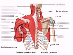 They lift and tilt head and lift or steady the shoulders. Muscles Of Upper Body Posterior View Diagram Quizlet