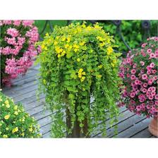 Image result for Lysimachia djalonis