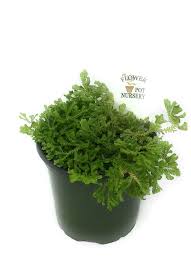 Image result for Selaginella kraussiana